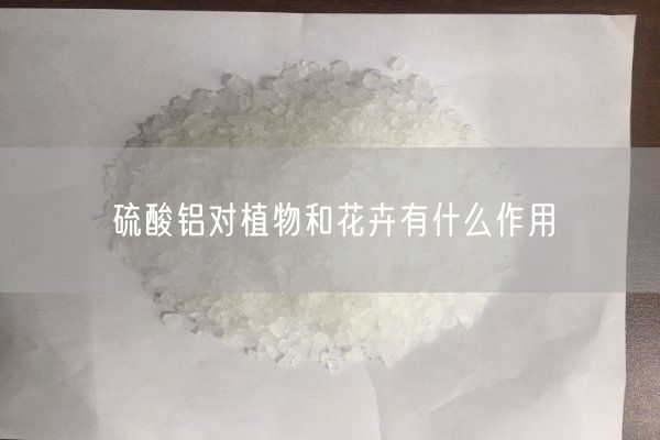 硫酸鋁對(duì)植物和花卉有什么作用(圖5)