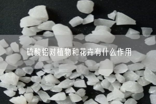 硫酸鋁對(duì)植物和花卉有什么作用(圖8)